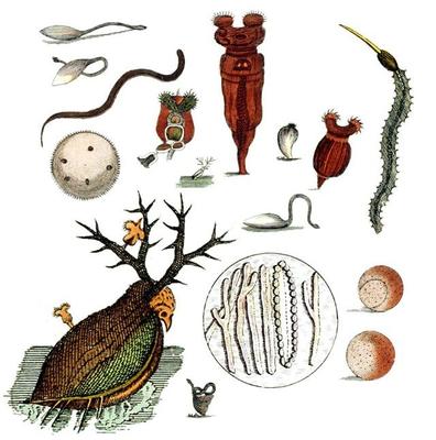 與上帝平起平坐的微生物 生物起源于它，人類未來依靠它